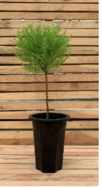 Lemon Cypress 1x Ball on Stem, Pot Size 6 inches, 28 inches Tall